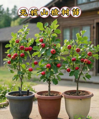 山楂水果怎么种植 山楂水果怎么种植