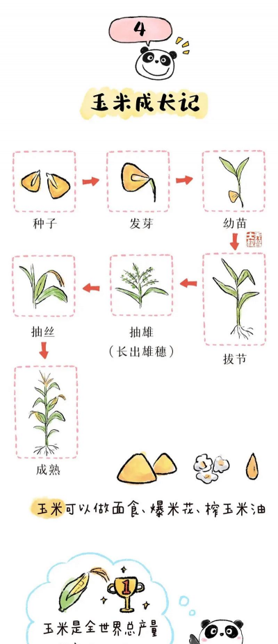 粮食怎么种植的 粮食怎么种植的