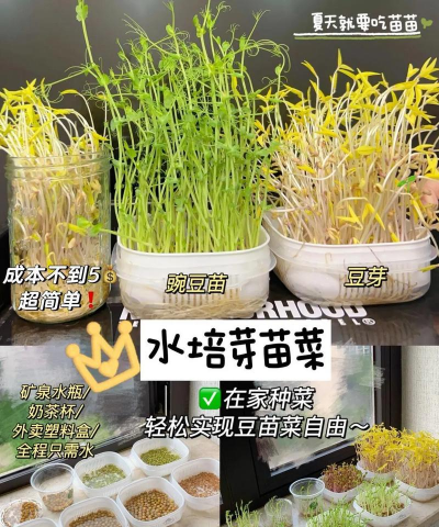 水培苗怎么种植 水培苗怎么种植