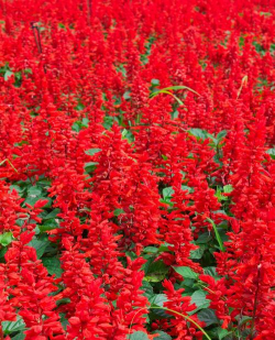 什么花是一串紅 什么花是一串紅