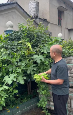 怎么种植刀子豆 怎么种植刀子豆