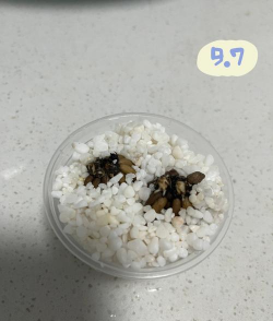 花毛茛花根什么样 花毛茛花根什么样