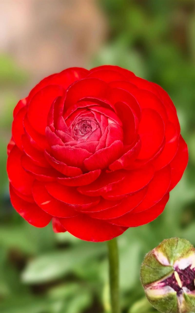 红色花有哪些好养的花 红色花有哪些好养的花