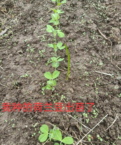兰豆苗怎么种植 兰豆苗怎么种植