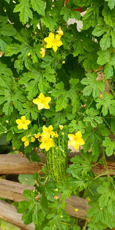 菜地适合养的花有哪些花 菜地适合养的花有哪些花