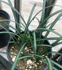 和兰花相似的是什么花 和兰花相似的是什么花