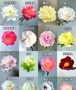 跟芍药花近似的花有哪些 跟芍药花近似的花有哪些