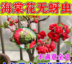 海棠花生小虫用什么药 海棠花生小虫用什么药