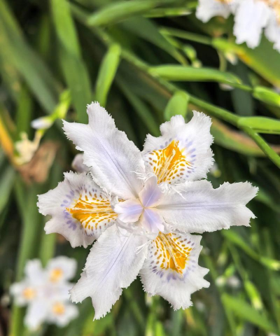 带蝴蝶花的花有哪些 带蝴蝶花的花有哪些