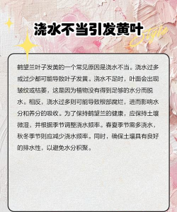 鹤望兰花叶子为什么黄 鹤望兰花叶子为什么黄