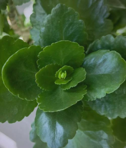 长寿花叶子长什么样子 长寿花叶子长什么样子