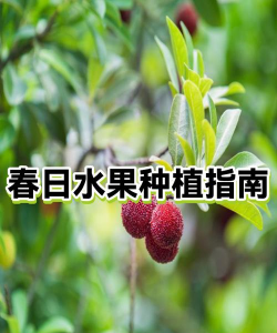 水果怎么种植的 水果怎么种植的
