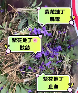 紫色地丁怎么种植 紫色地丁怎么种植