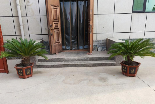 一般门口放什么树 一般门口放什么树