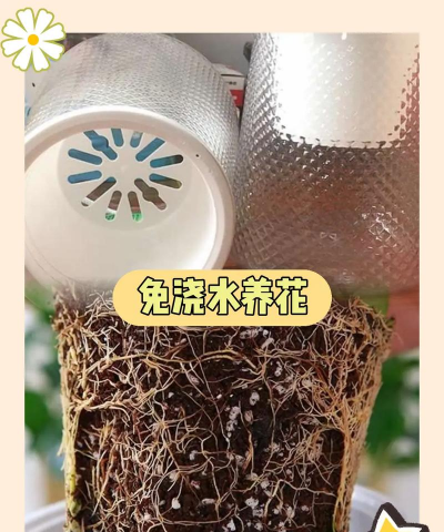 免浇水花盆种什么植物 免浇水花盆种什么植物