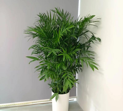 单位办公室放什么植物 单位办公室放什么植物