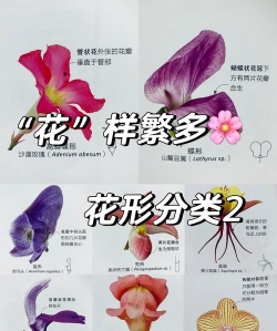 植物遗传花型有哪些花类 植物遗传花型有哪些花类