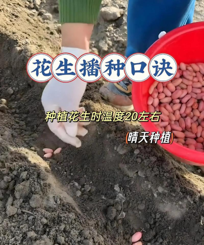花生瓜子怎么种植 花生瓜子怎么种植