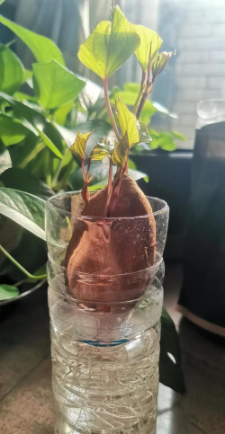 乡村红薯怎么种植 乡村红薯怎么种植