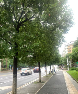 长沙街边的树是什么树 长沙街边的树是什么树