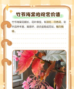 竹节海棠为什么黄叶干尖 竹节海棠为什么黄叶干尖