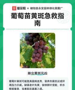 葡萄树叶黄斑什么原因 葡萄树叶黄斑什么原因