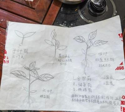 辣椒土豆怎么种植 辣椒土豆怎么种植