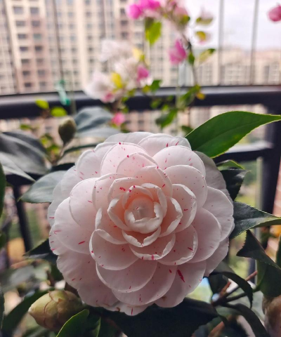 有哪些花能喷水养的花 有哪些花能喷水养的花