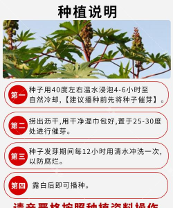 红麻子怎么种植 红麻子怎么种植