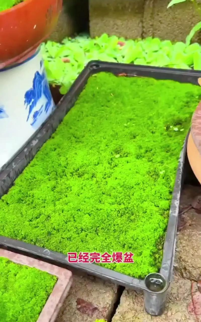 青苔怎么自己种植 青苔怎么自己种植