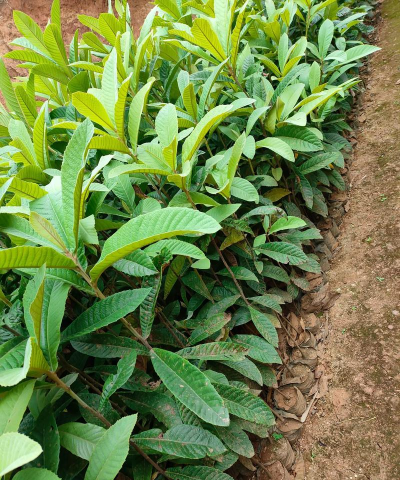 植物枇杷怎么种植 植物枇杷怎么种植