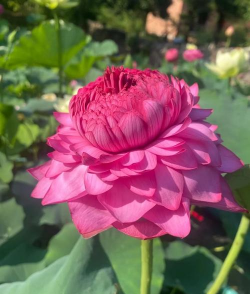 花跟荷花很像的花有哪些 花跟荷花很像的花有哪些