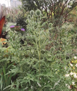 怎么种植刺兰花 怎么种植刺兰花