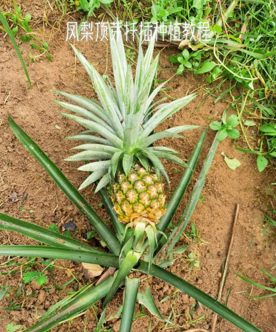 凤梨怎么种植管理 凤梨怎么种植管理