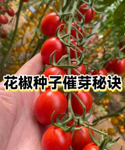 花椒种植怎么催芽 花椒种植怎么催芽