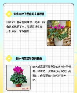 仙客来为什么叶子卷起来 仙客来为什么叶子卷起来