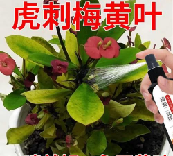 虎刺梅用什么的肥料 虎刺梅用什么的肥料