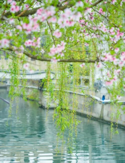 柳芽桃花是什么季节开的 柳芽桃花是什么季节开的