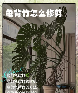 修剪龟背竹有什么诀窍 修剪龟背竹有什么诀窍