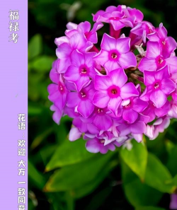 象征着福禄的花有哪些花 象征着福禄的花有哪些花