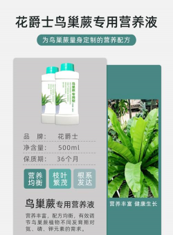 鸟巢蕨用什么肥料养殖 鸟巢蕨用什么肥料养殖