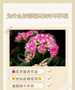 为什么长寿花不长骨朵 为什么长寿花不长骨朵