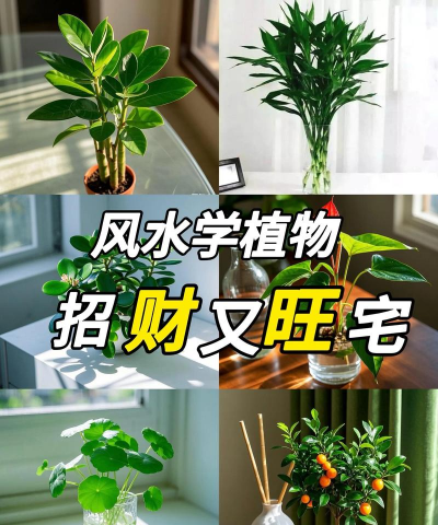 家里买什么绿植比较聚财 家里买什么绿植比较聚财