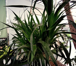 龙血树盆栽怎么种植 龙血树盆栽怎么种植