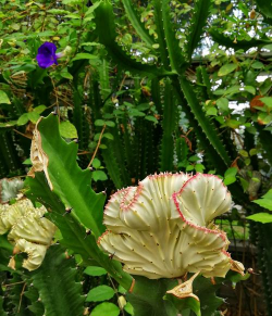 彩春峰为什么不红 彩春峰为什么不红