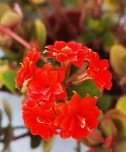 红大花长寿花品种有哪些 红大花长寿花品种有哪些