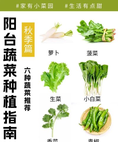 秋天怎么种植青菜 秋天怎么种植青菜