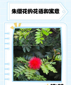 朱缨花的花语是什么 朱缨花的花语是什么