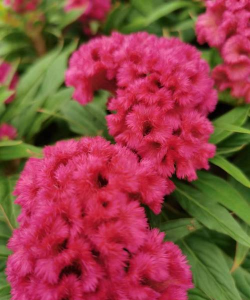 类似鸡冠花的花有哪些 类似鸡冠花的花有哪些