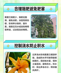 黄果兰需要什么土壤 黄果兰需要什么土壤